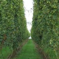 Hops Formula / AGRABINE